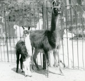 En baby Lama eller Cria med sin mor i London Zoo, august 1923 (bw foto) af Frederick William Bond